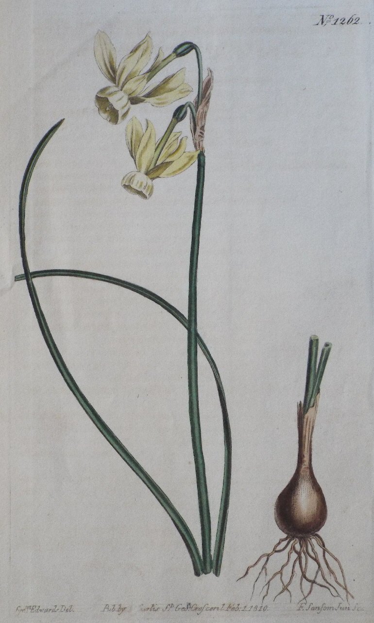 Print - No. 1262 (Narcissus Triandrus, v. Luteus. Yellow Reflex-flowered Narcissus.) - Sansom